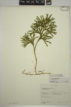 spécimen de Dendrolycopodium obscurum