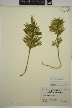 spécimen de Dendrolycopodium obscurum