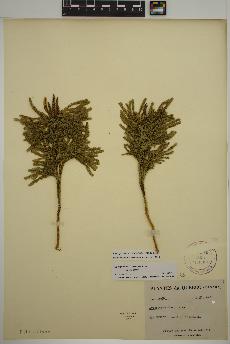 spécimen de Dendrolycopodium obscurum