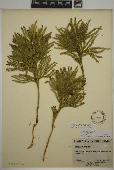 spécimen de Dendrolycopodium obscurum