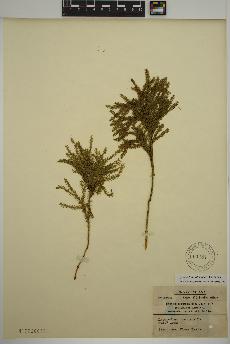 spécimen de Dendrolycopodium obscurum