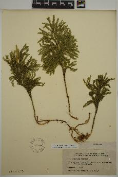 spécimen de Dendrolycopodium obscurum