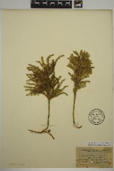 spécimen de Dendrolycopodium obscurum