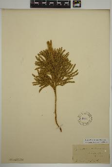 spécimen de Dendrolycopodium obscurum