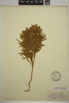 spécimen de Dendrolycopodium obscurum