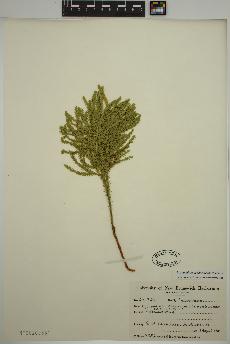 spécimen de Dendrolycopodium dendroideum