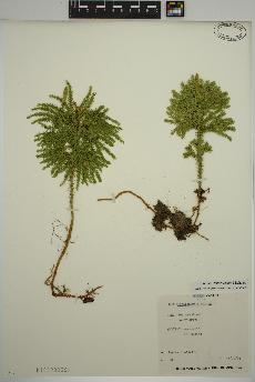 spécimen de Dendrolycopodium dendroideum