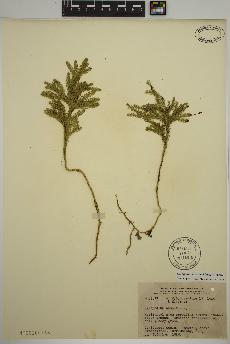 spécimen de Dendrolycopodium dendroideum