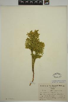 spécimen de Dendrolycopodium dendroideum