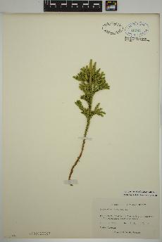 spécimen de Dendrolycopodium dendroideum