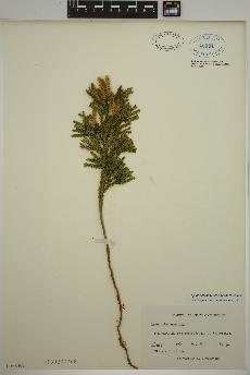 spécimen de Dendrolycopodium dendroideum