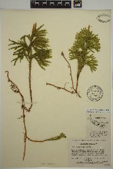 spécimen de Dendrolycopodium dendroideum