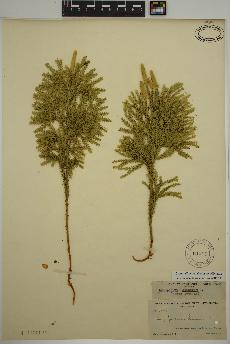 spécimen de Dendrolycopodium dendroideum