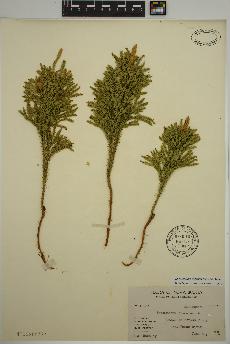 spécimen de Dendrolycopodium dendroideum