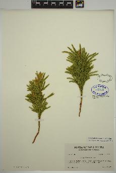 spécimen de Dendrolycopodium dendroideum