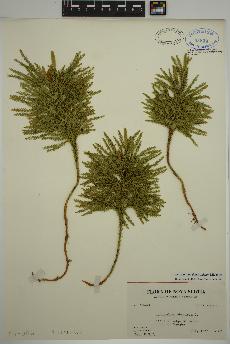 spécimen de Dendrolycopodium dendroideum