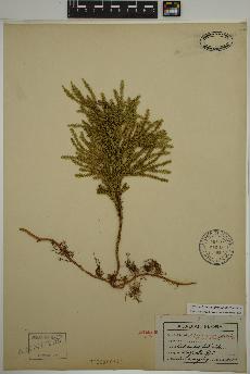 spécimen de Dendrolycopodium dendroideum