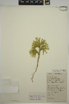 spécimen de Dendrolycopodium dendroideum