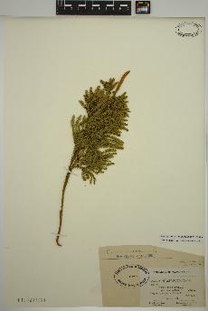 spécimen de Dendrolycopodium dendroideum