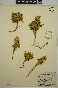 spécimen de Dendrolycopodium dendroideum