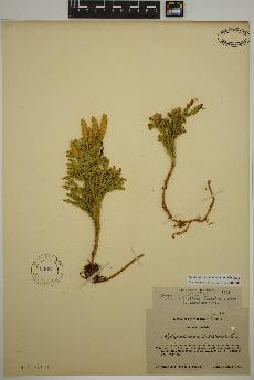 spécimen de Dendrolycopodium dendroideum