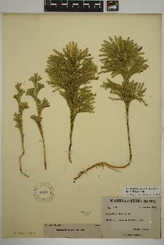 spécimen de Dendrolycopodium hickeyi