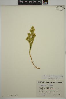 spécimen de Dendrolycopodium hickeyi