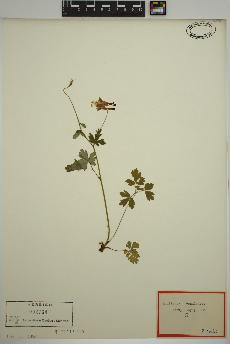 spécimen de Aquilegia canadensis
