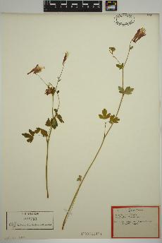 spécimen de Aquilegia canadensis