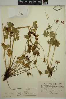 spécimen de Aquilegia canadensis