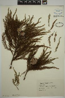 spécimen de Taxodium distichum