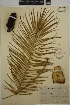 spécimen de Zamia angustifolia