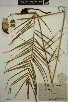 spécimen de Zamia angustifolia