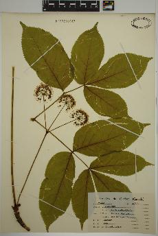 spécimen de Aralia nudicaulis