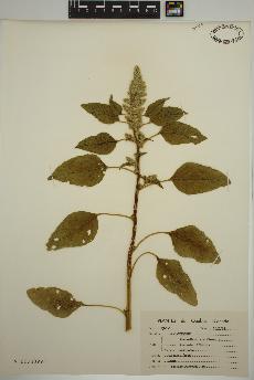 spécimen de Amaranthus retroflexus