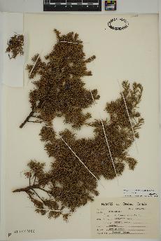 spécimen de Juniperus communis