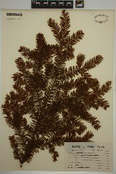 spécimen de Taxus canadensis