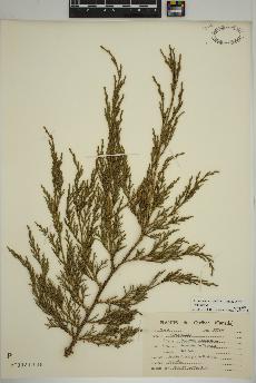 spécimen de Juniperus virginiana