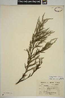 spécimen de Juniperus virginiana