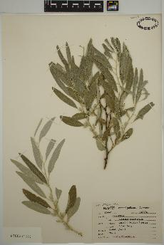 spécimen de Elaeagnus angustifolia