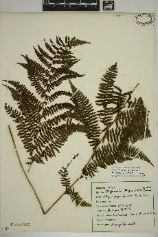 spécimen de Athyrium filix-femina