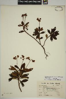 spécimen de Chimaphila umbellata