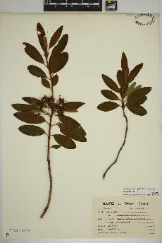 spécimen de Kalmia angustifolia