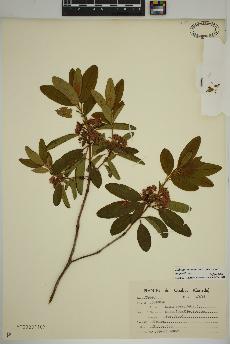 spécimen de Kalmia angustifolia