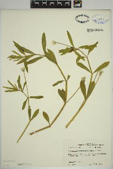 spécimen de Alternanthera philoxeroides