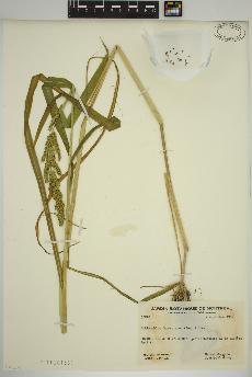 spécimen de Echinochloa frumentacea