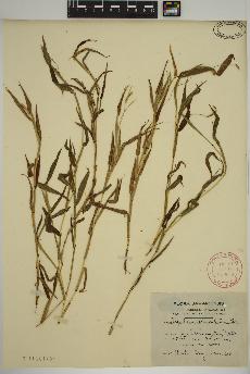 spécimen de Paspalum decumbens