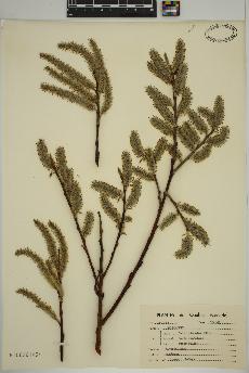 spécimen de Salix discolor