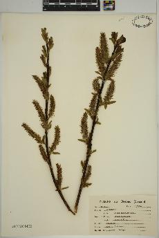 spécimen de Salix discolor