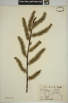 spécimen de Salix discolor
